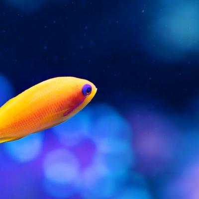 Wallpaper Dual Monitor 012